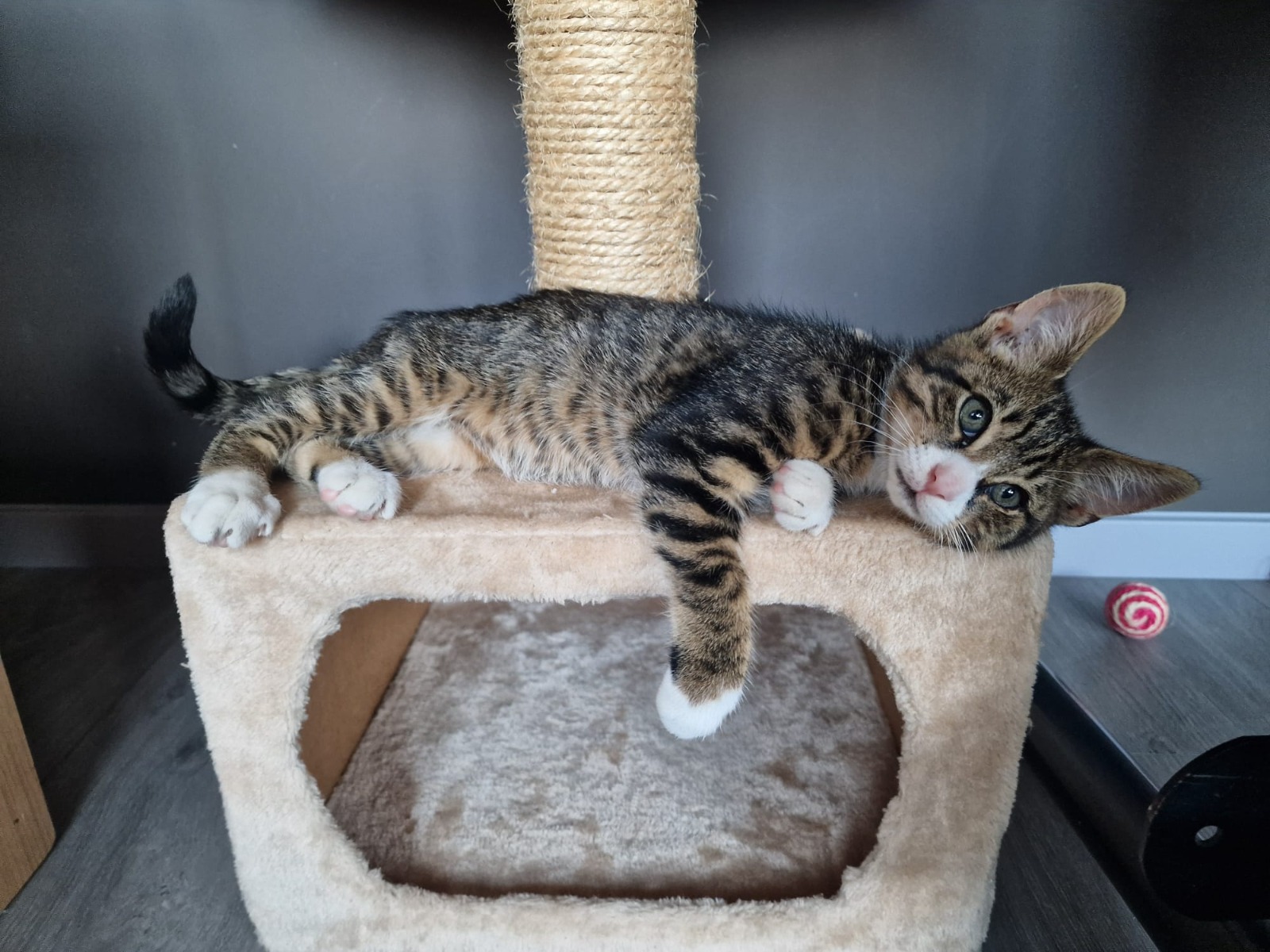 Simba