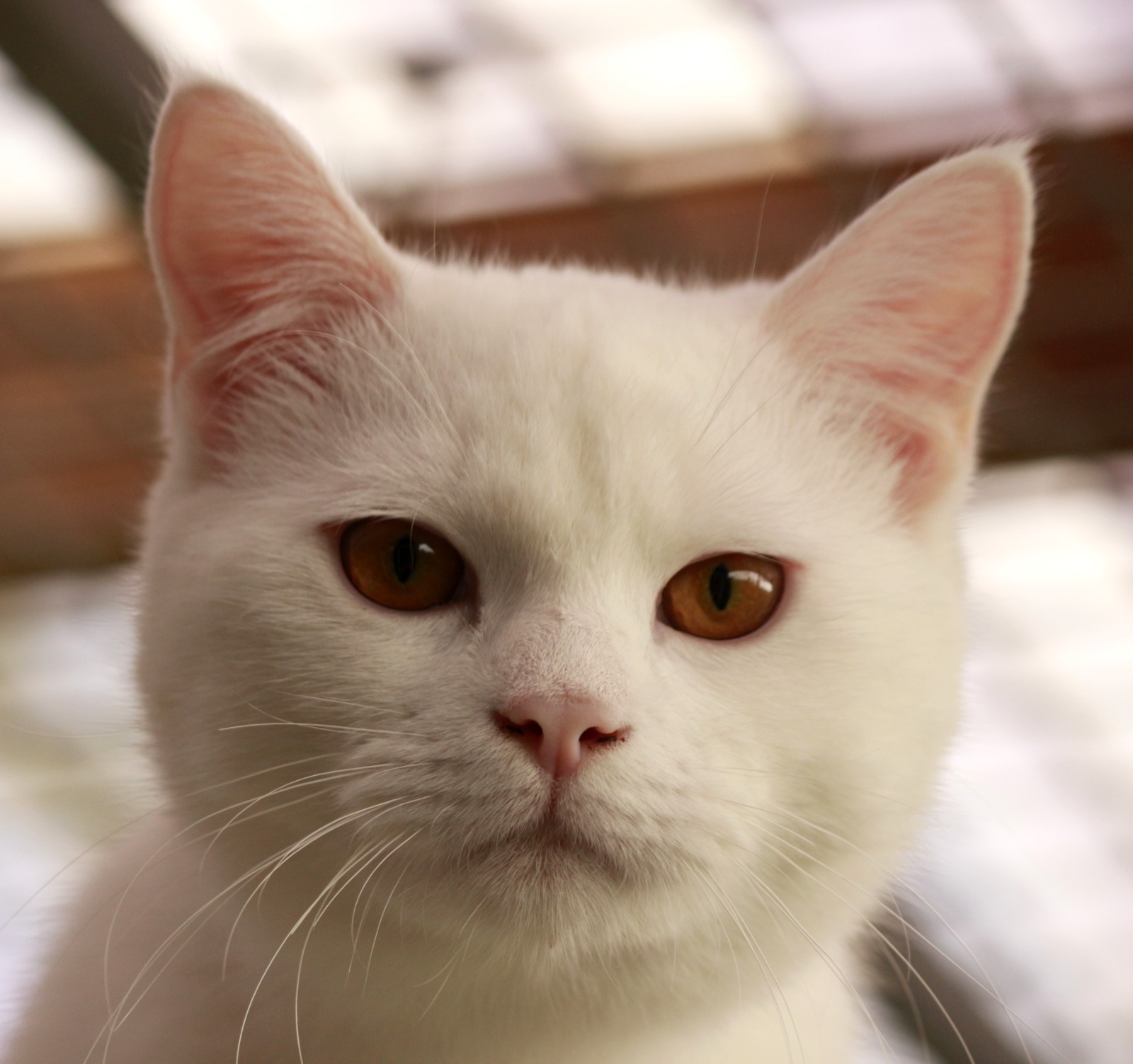 Yuki