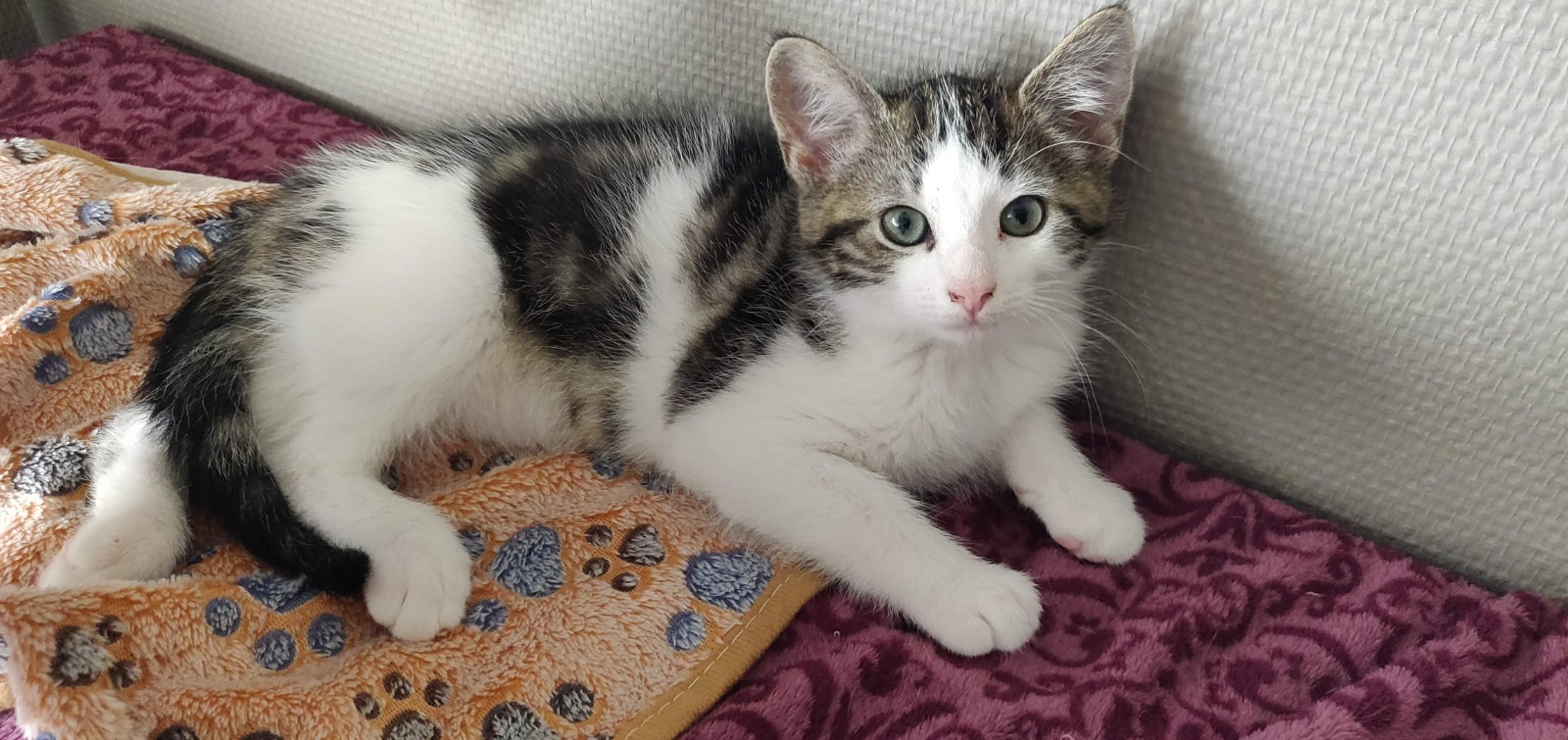 Muis