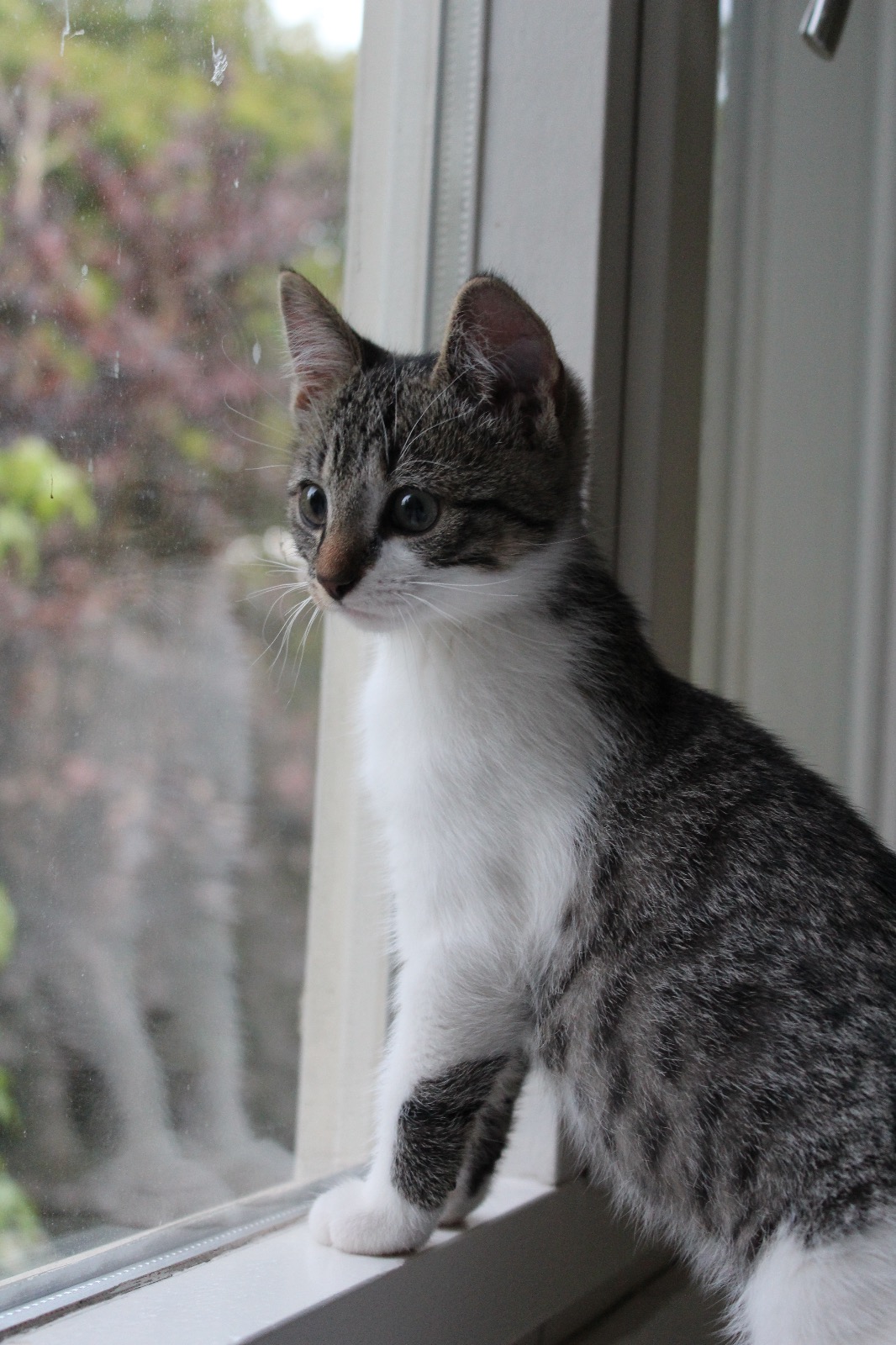 Kiko